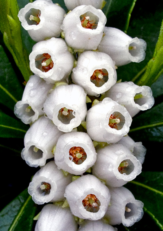 Pieris japonica