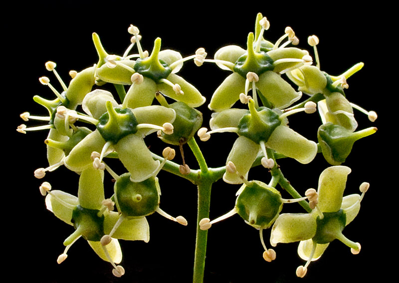 Tree-Vine-Flowers