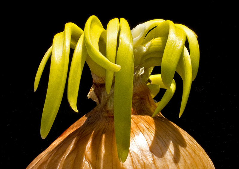 Sprouting-Onion