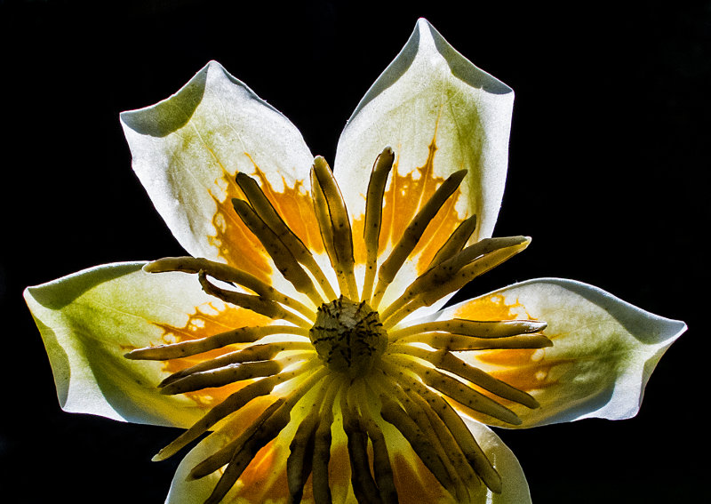 Tulip Poplar Bloom