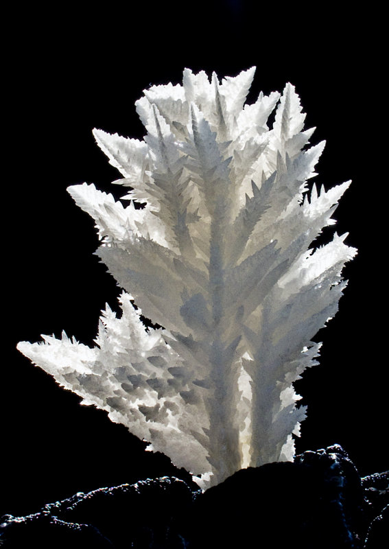 Arborescent Calcite