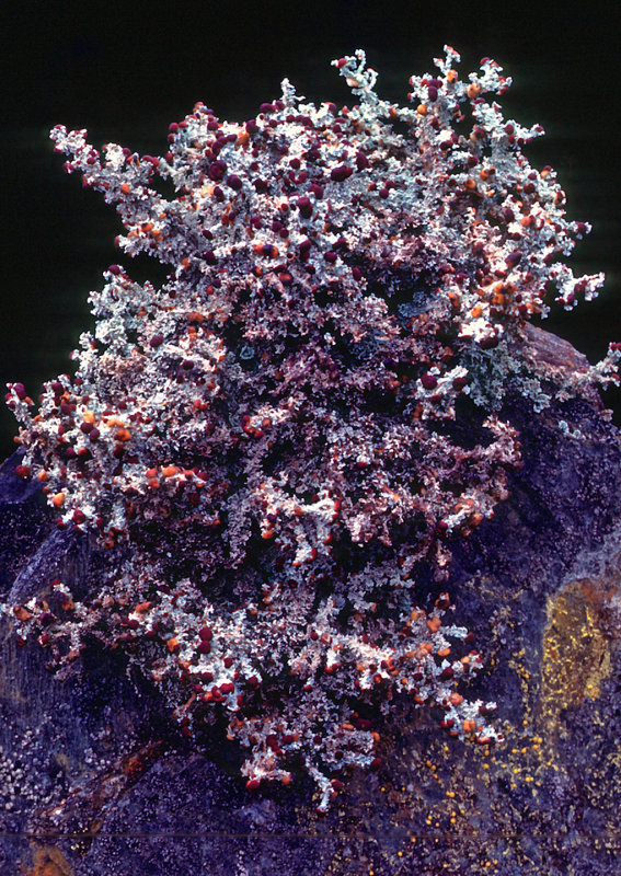 Fruiticose-type-Lichen
