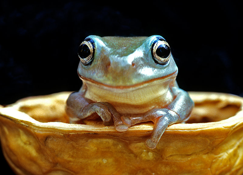 Baby-Treefrog-in-Walnut-Shell