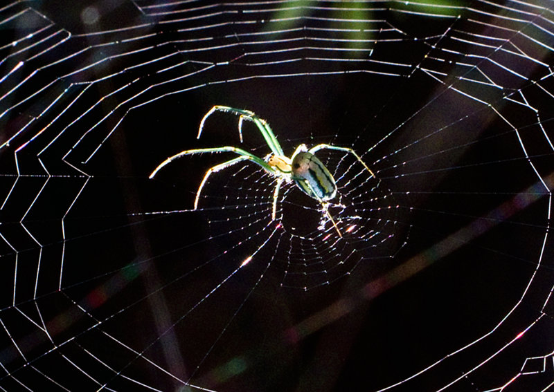 Spider-on-Web