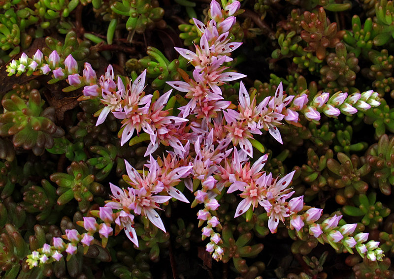 Sea-Star-Sedum