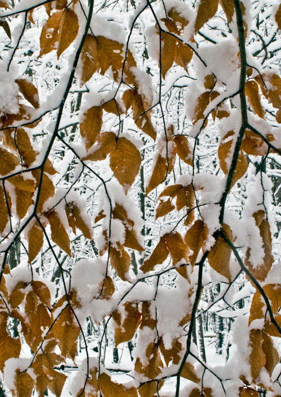 Snow-on-Leaves