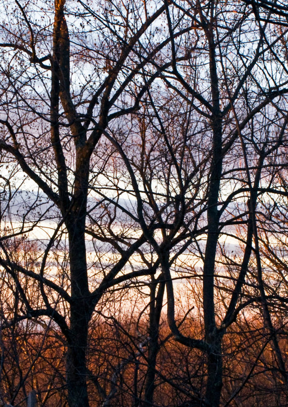 Silhouetted-Trees-Against-Sky-2