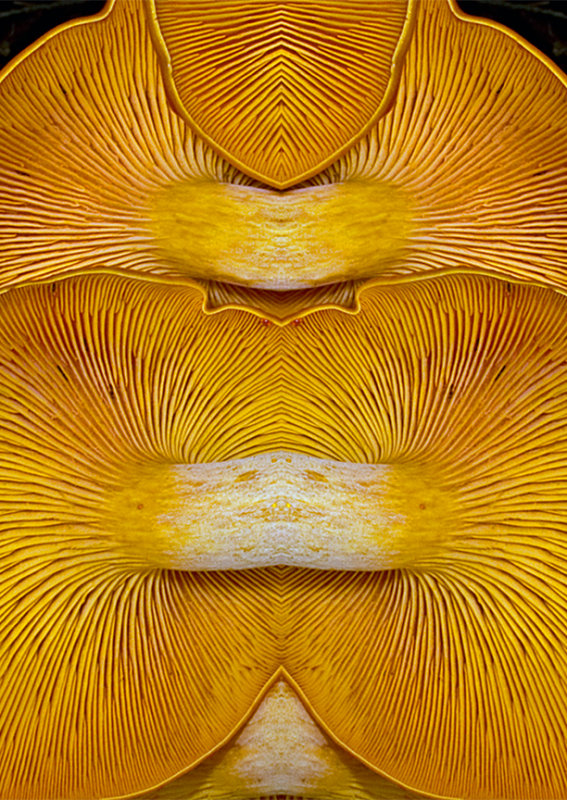 Fungi Cluster Underside Konfabulation