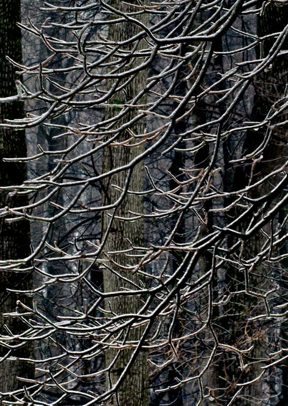 Iced-Branches