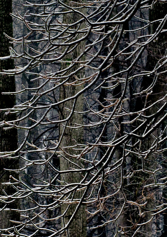 Iced-Branches - 2