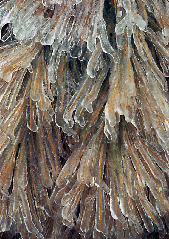 Iced-evergreen-detail