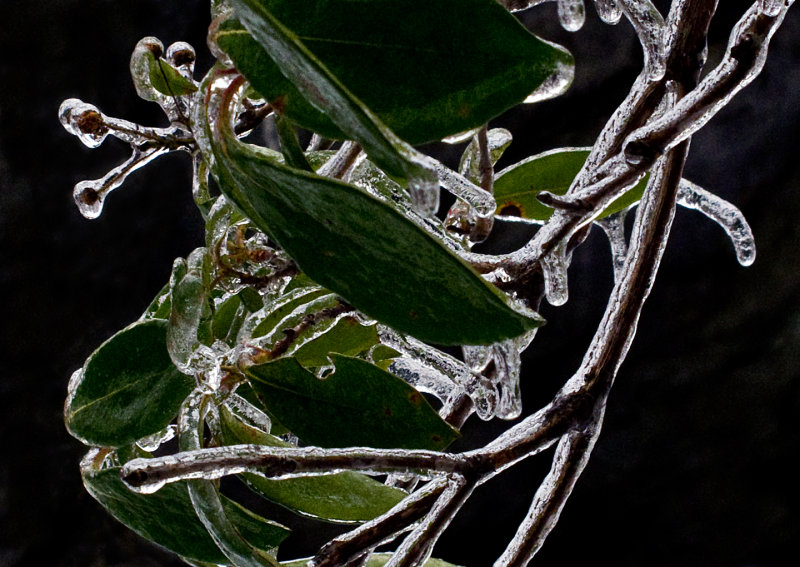 Iced-Branch