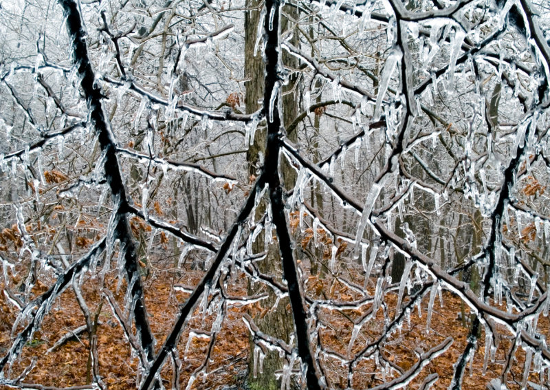 Iced-Branches