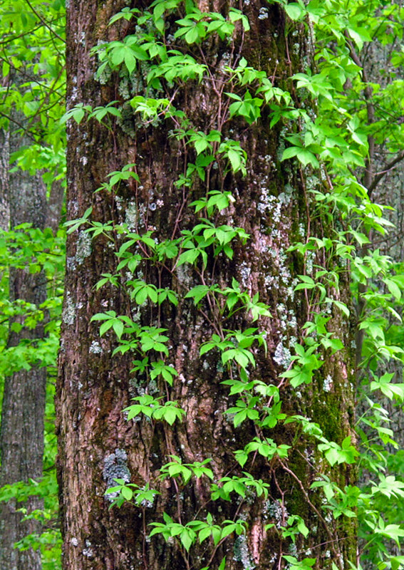 Vines-on-Tree