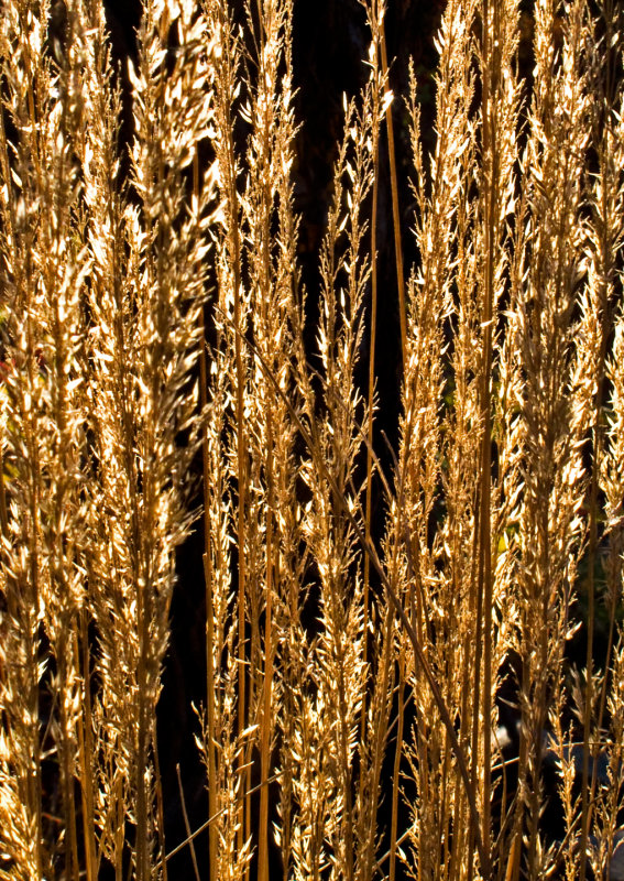 Backlit-Weeds