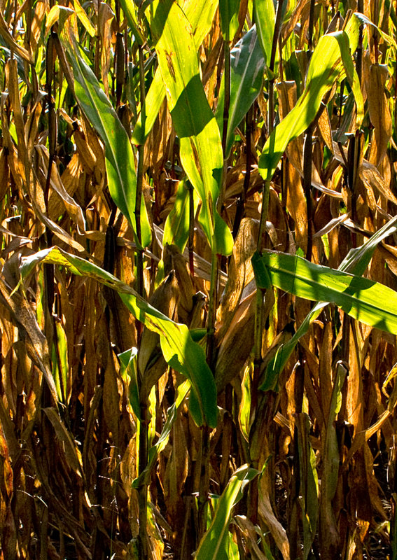 Ripening-Corn