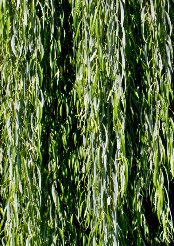 Weeping-Willow