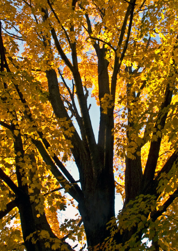 Fall-Tree-2013-4