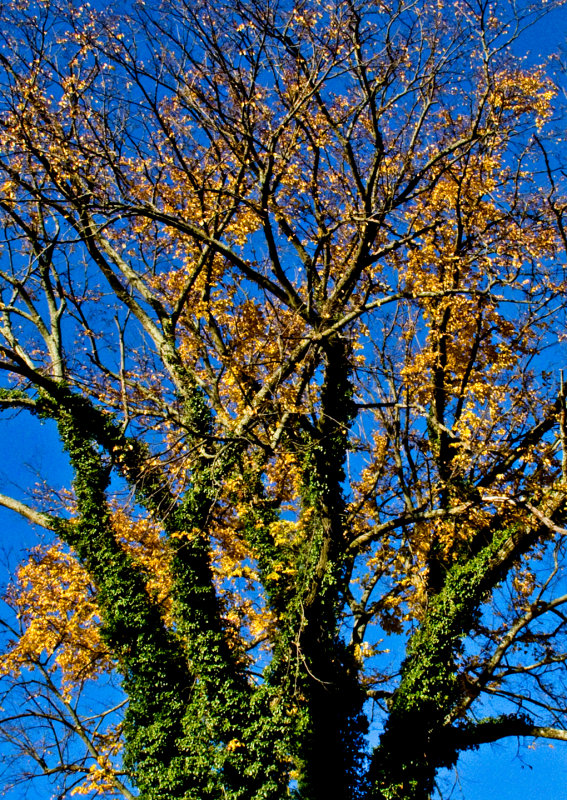 Fall-Tree-with-Ivy