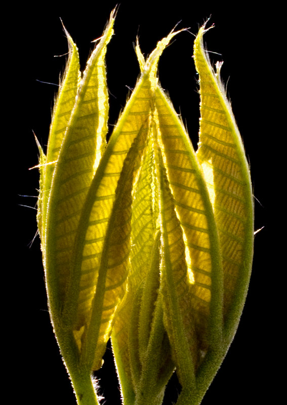 New-Growth---Tulip-Poplar