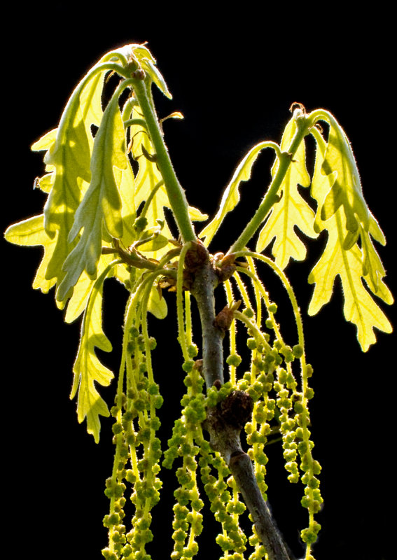 Oak Catkins