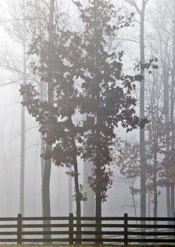 Trees-Fence-in-Fog