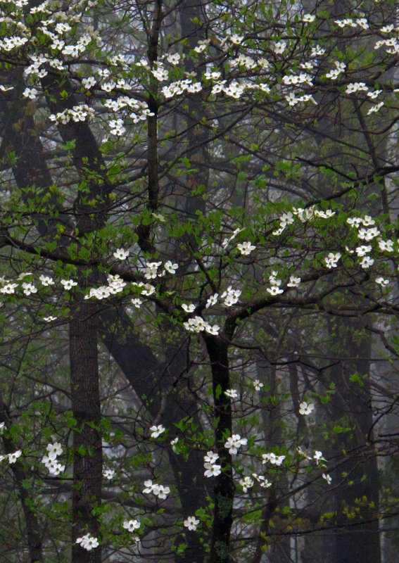 Dogwood - Fogwood - 2