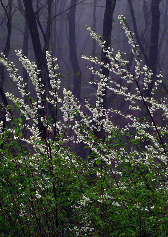 Church Flowers in Fog