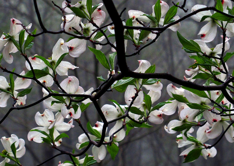 Dogwood-Fogwood-1