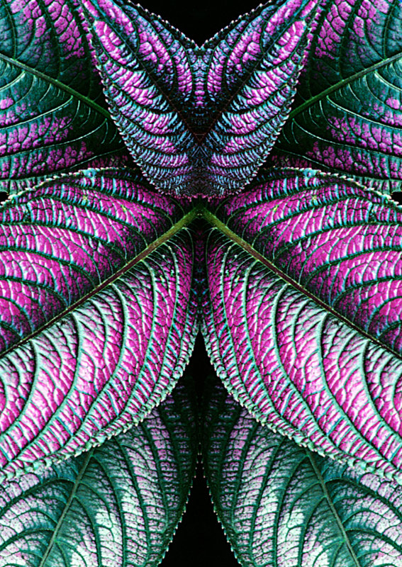 Persian Shield Konfabulation