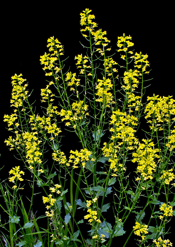 Yellow-Wild-Flowers