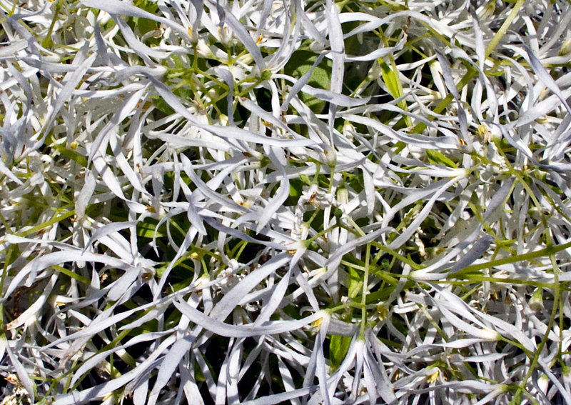 Chinese-Fringe-Tree-Flower