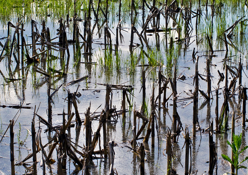 Flooded-Corn-Stalks