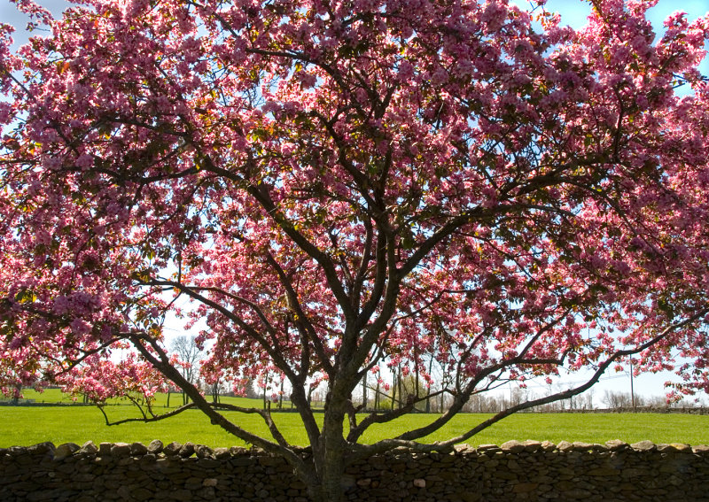 Cherry Tree in Bloom