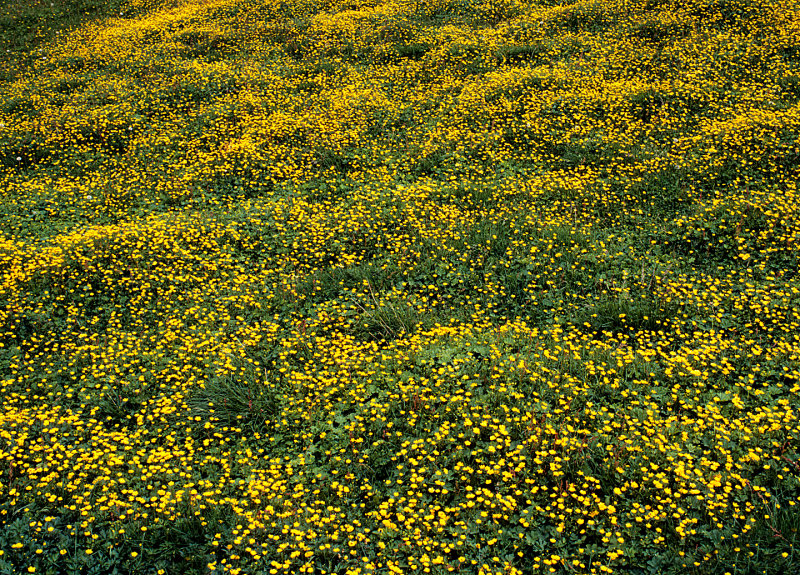 Icelandic-Buttercup