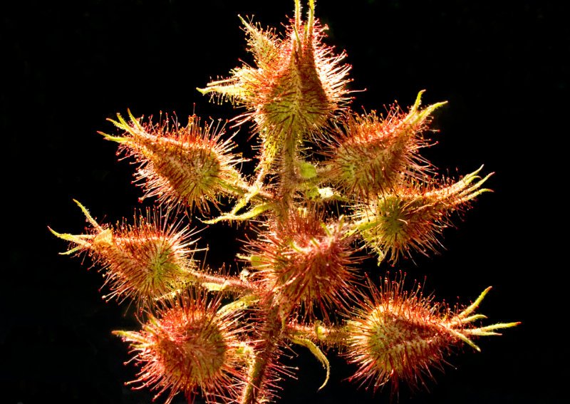 Budding-Wineberries