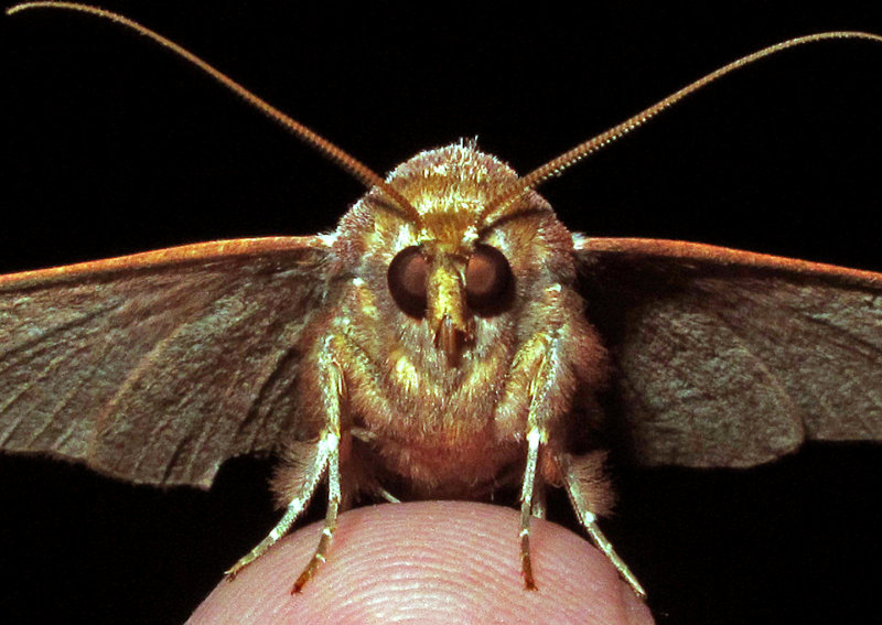 Moth-2014-1