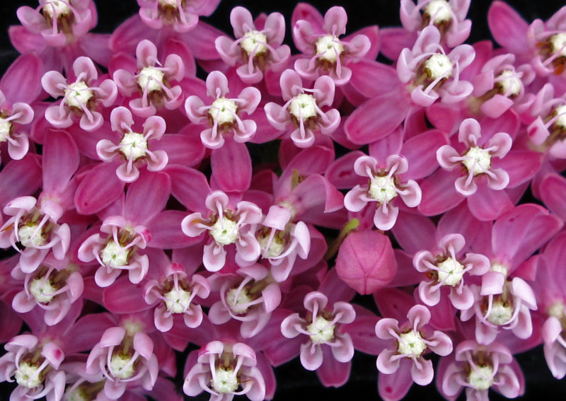 Milkweed-Flowers-2