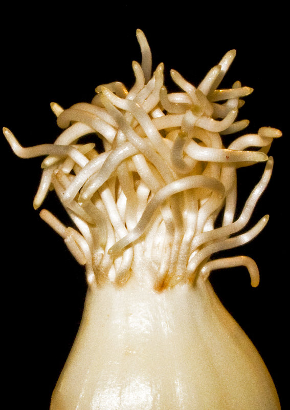 Garlic-Rootlets