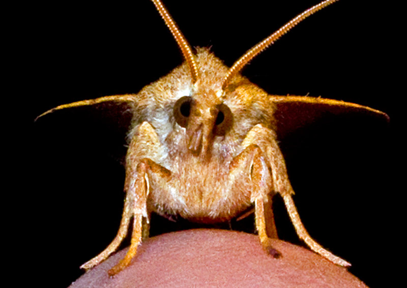Moth-2014-10