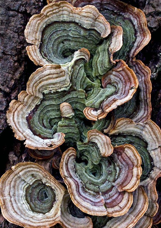 Fungi-2014-1
