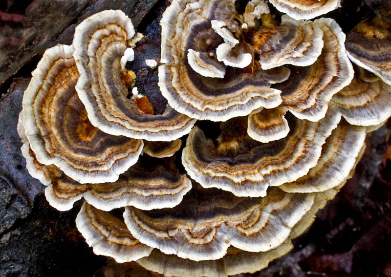 Fungi-2013-1