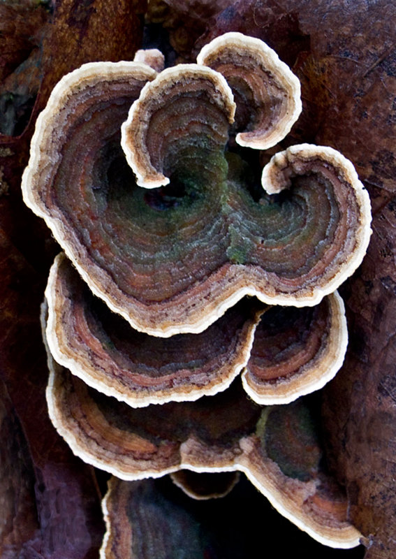 Fungi-2013-2