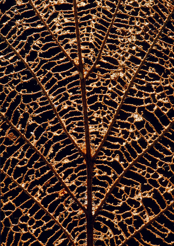 Skeletonized-Leaf