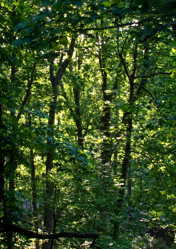 Deck-View