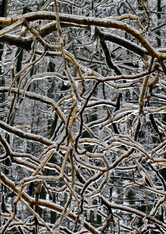 Iced-Branches-2