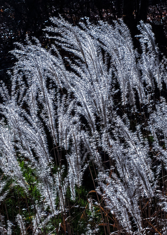 Rob's-Pampas-Grass