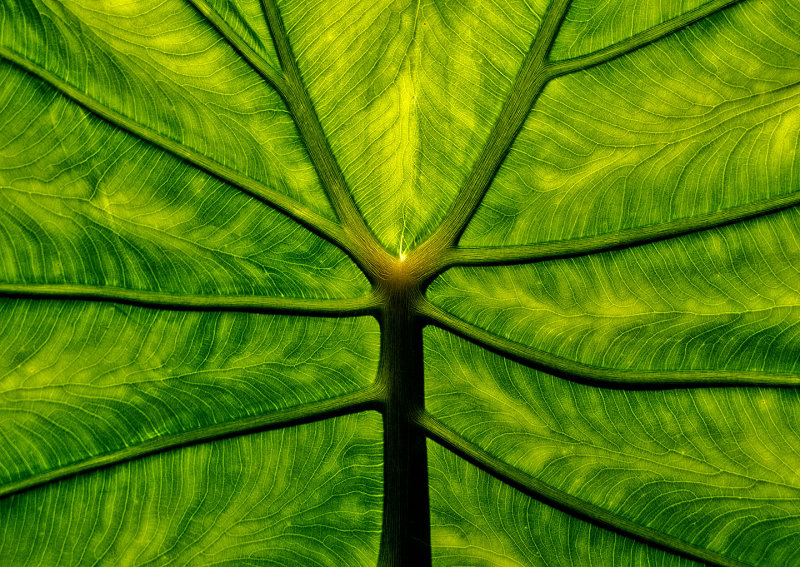 Elephant-Ear