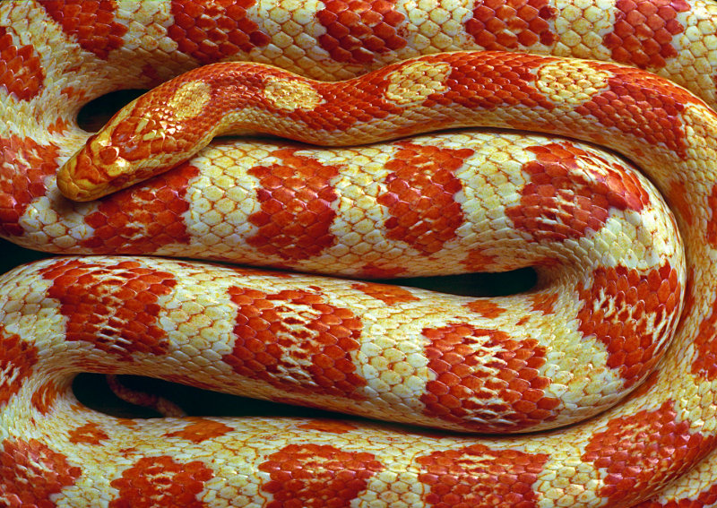 Albino-Corn-Snake