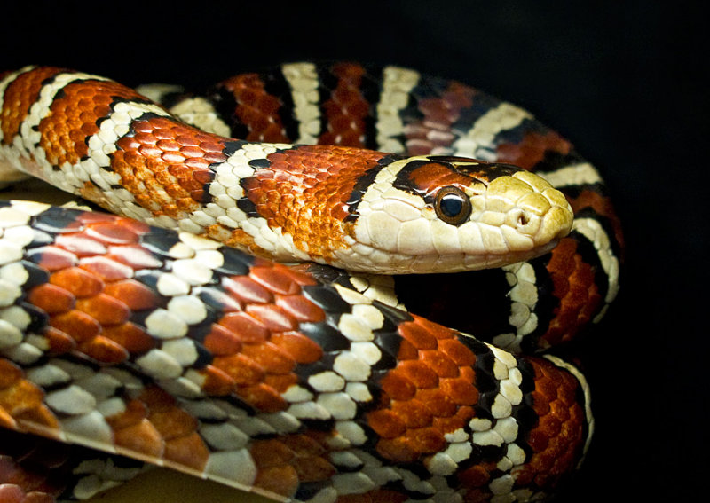 Bando (King Snake)